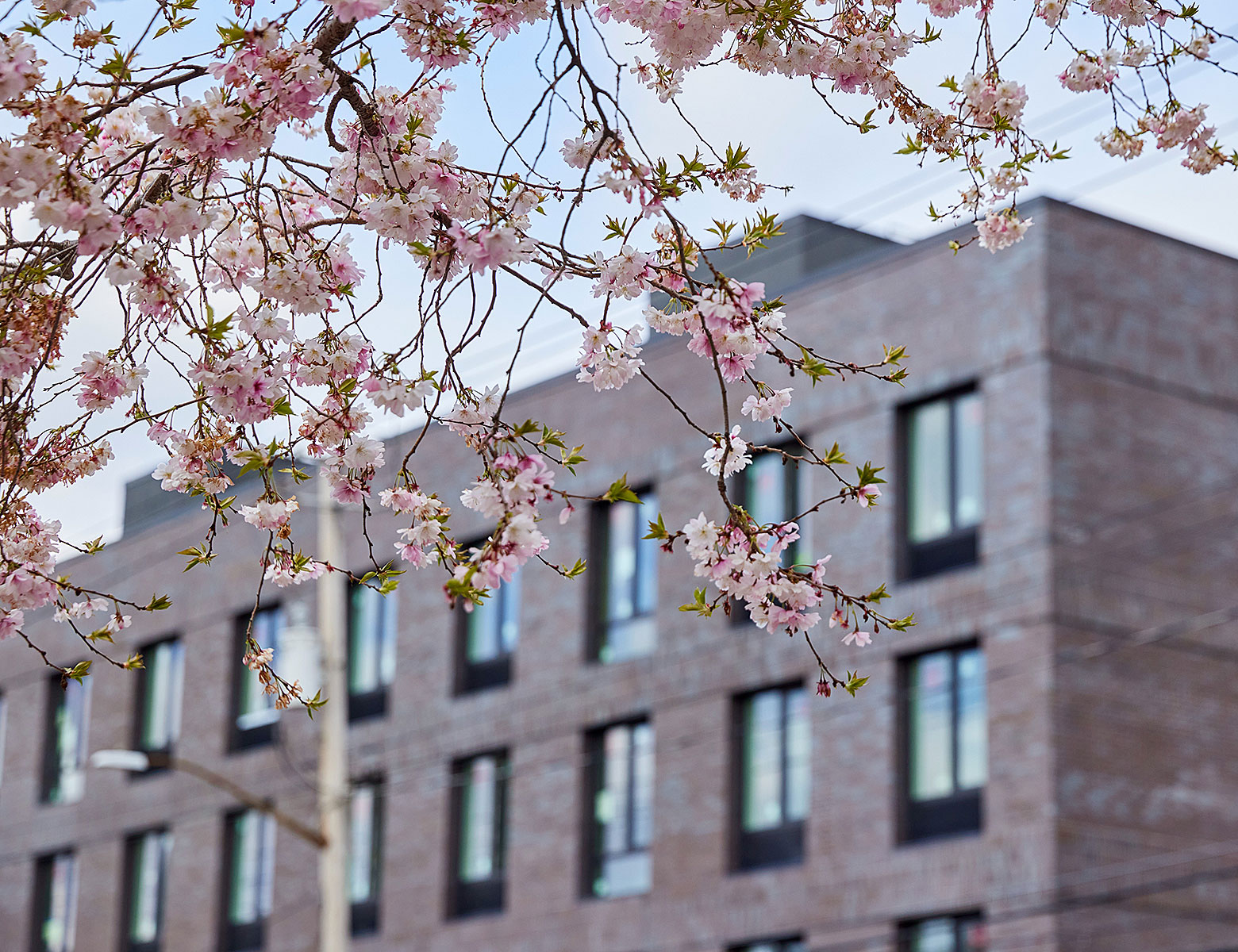 Cherry blossoms in front of Stevenson Square building